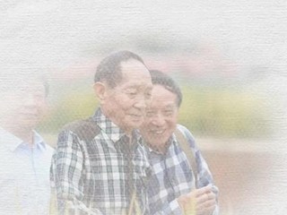 稻花香里忆起您——袁隆平