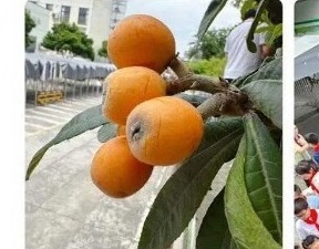 【凌霄新闻台】枇杷熟了……
